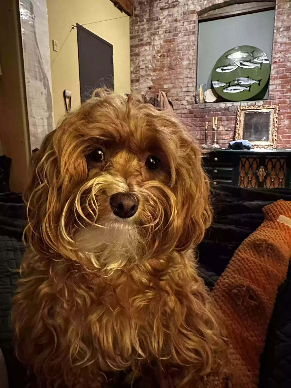 Lost dog in Bellevue, WA, 98007