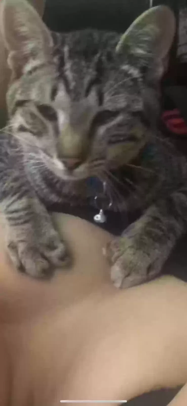 Lost cat in Irving, TX, 75060