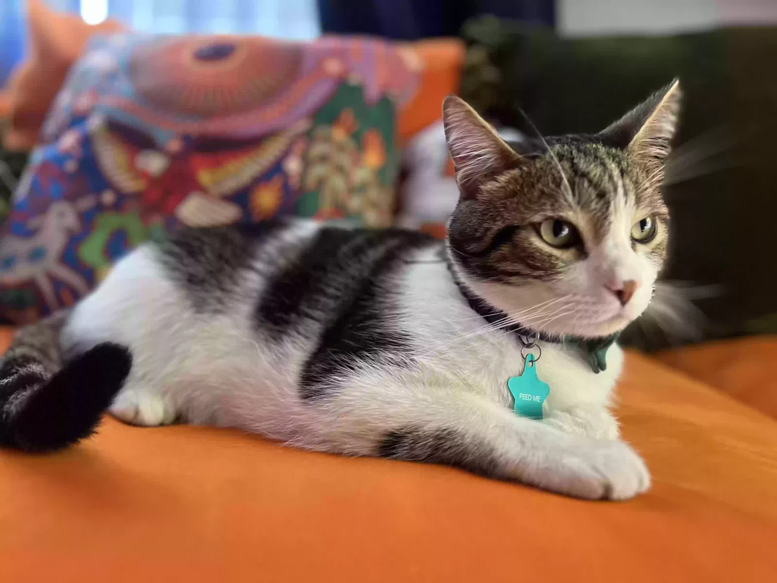 Lost cat in Daly City, CA, 94015