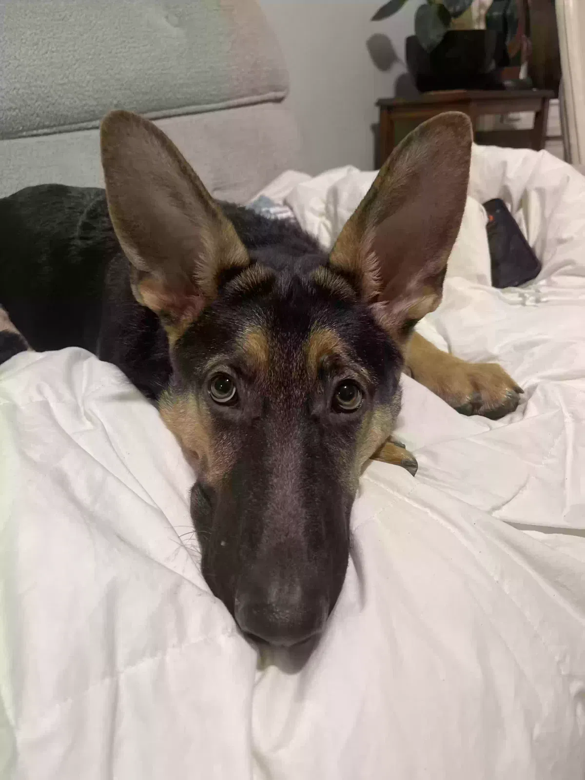 Lost dog in Harrisburg, PA, 17102