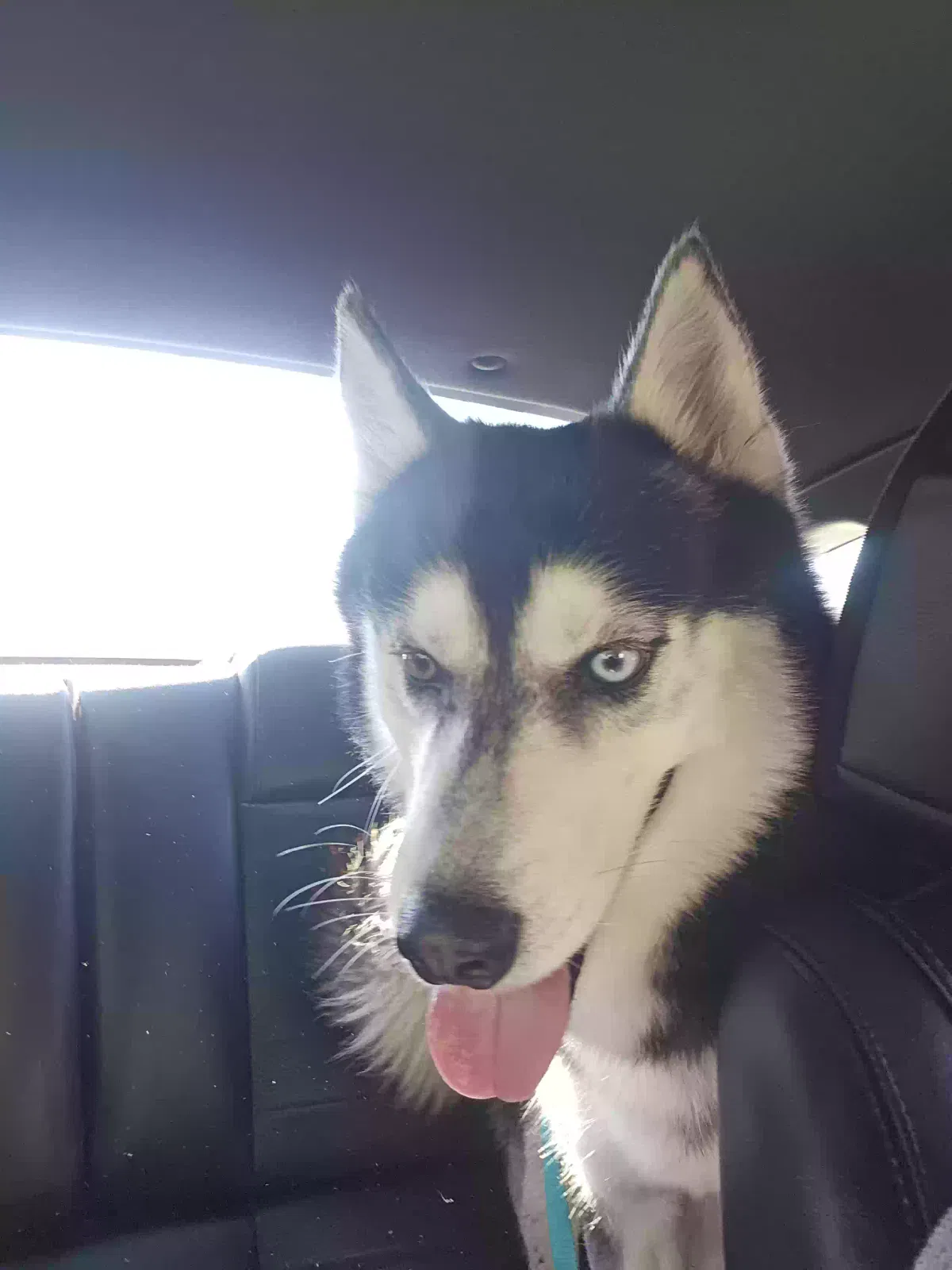 Found dog in Kingwood, TX, 77339
