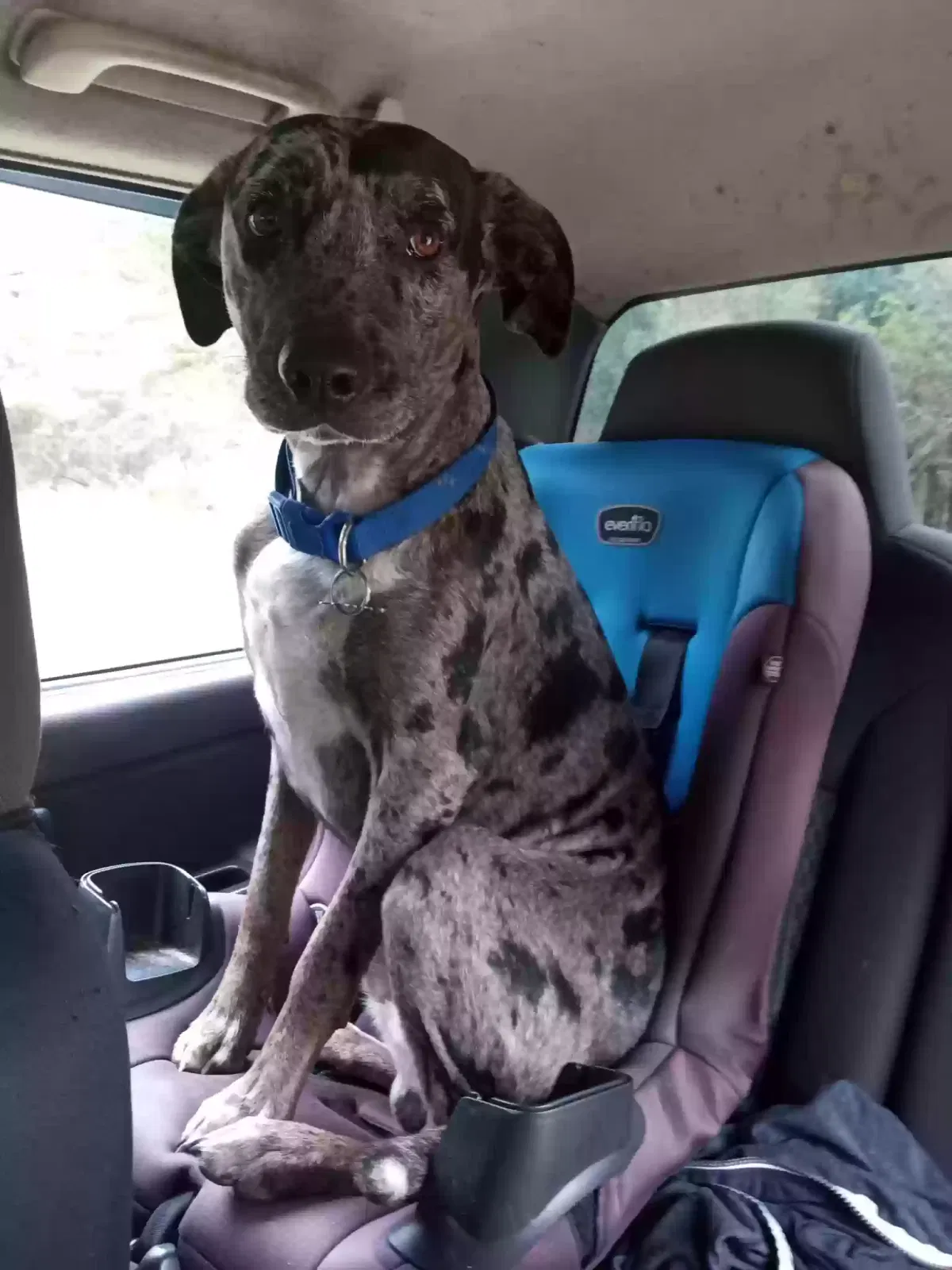 Lost dog in Irvington, AL, 36544