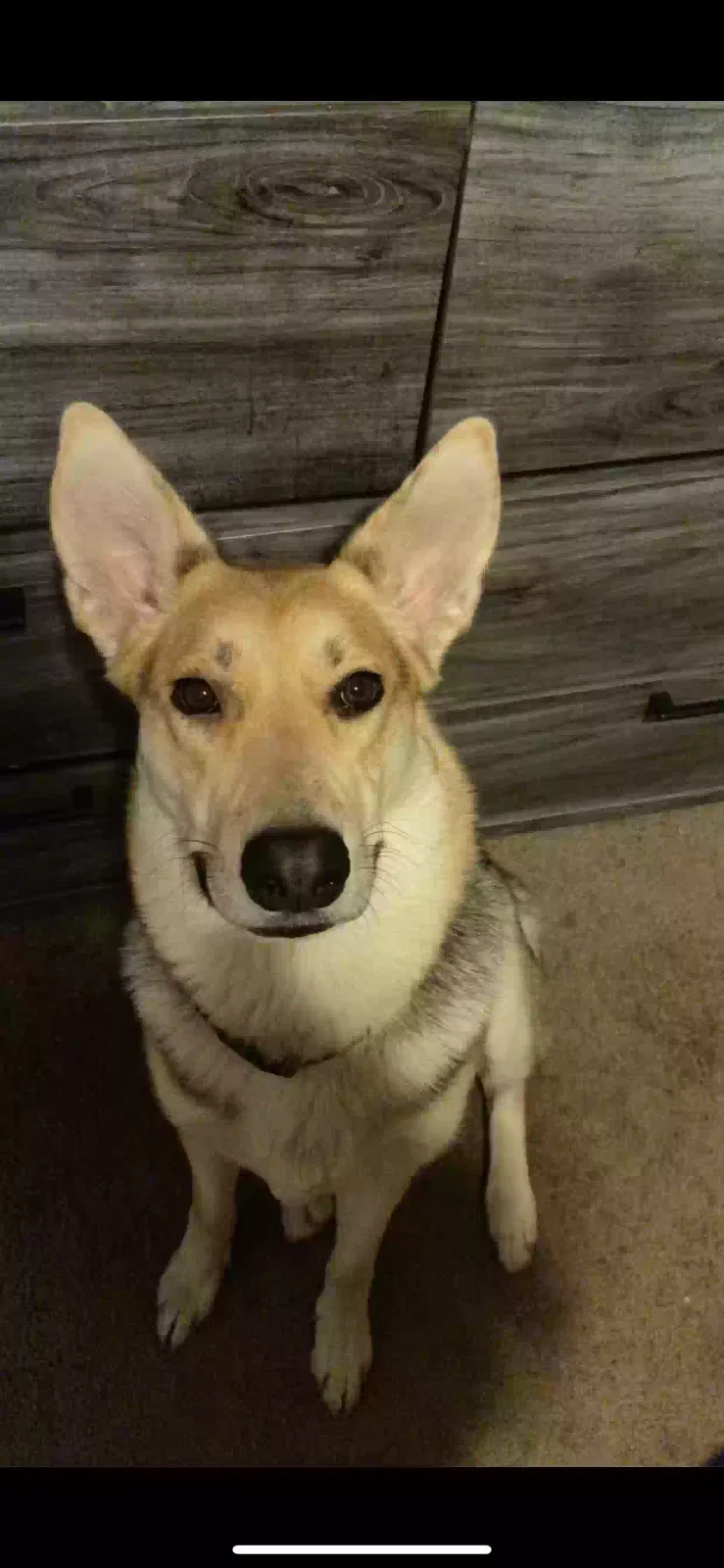 Lost dog in Salt Lake City, UT, 84119