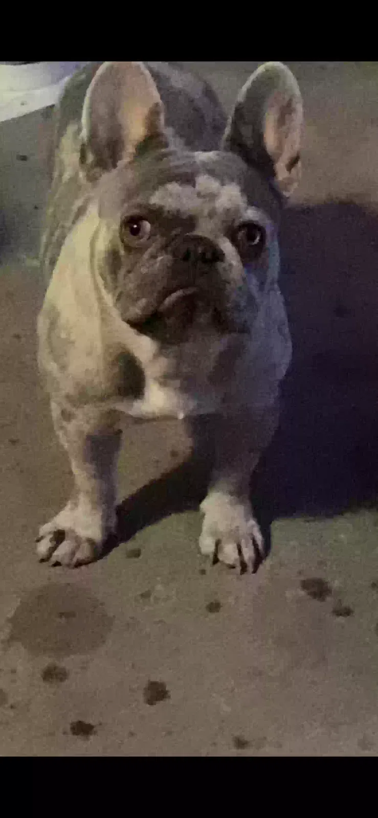 Lost dog in Turlock, CA, 95380