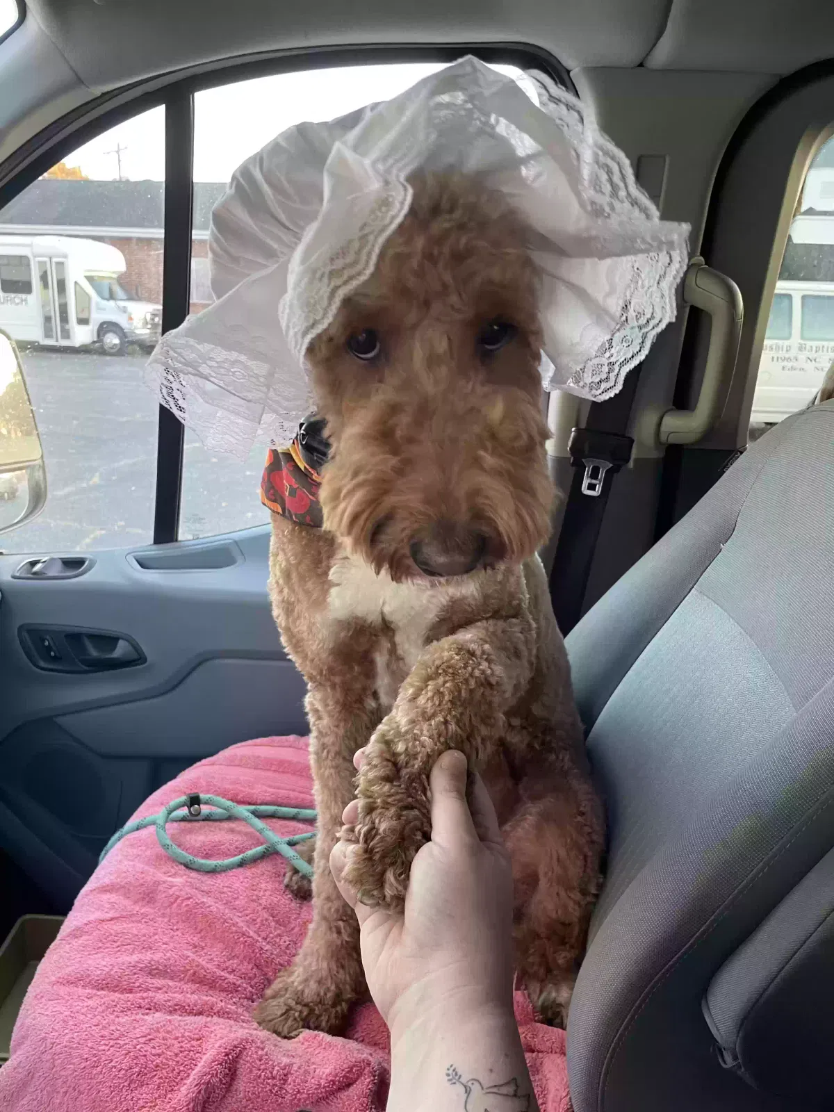 Lost dog in Mayodan, NC, 27027