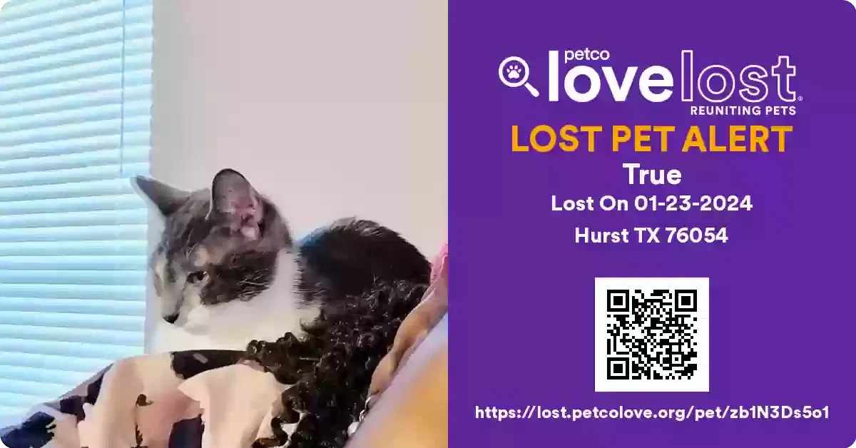Lost cat in North Richland Hills, TX, 76180