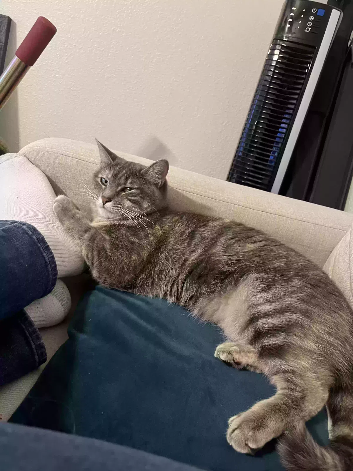 Lost cat in Jerseyville, IL, 62052