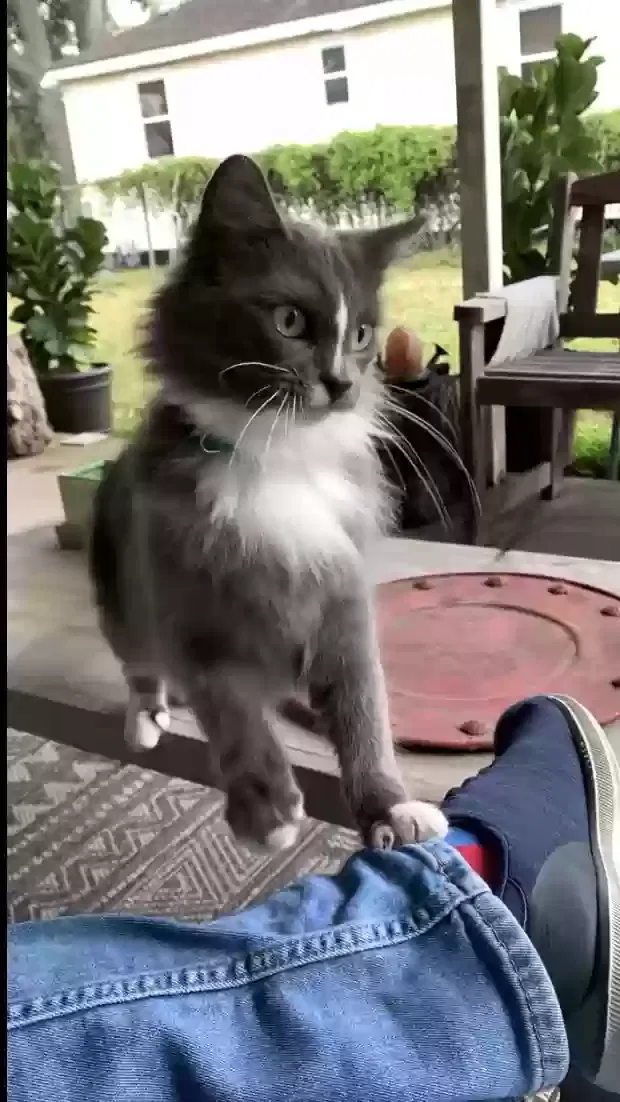 Lost cat in New Orleans, LA, 70121