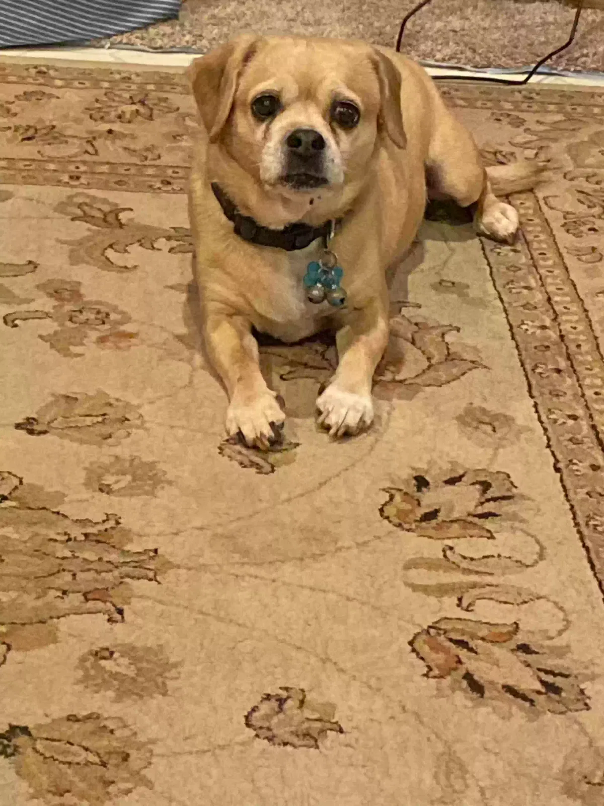 Lost dog in Roxboro, NC, 27574