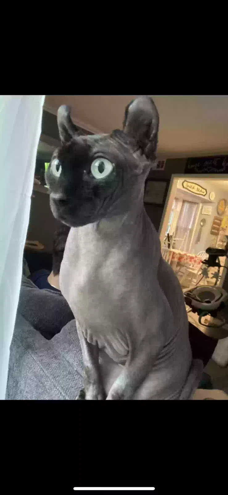 Lost cat in Taylor, MI, 48180