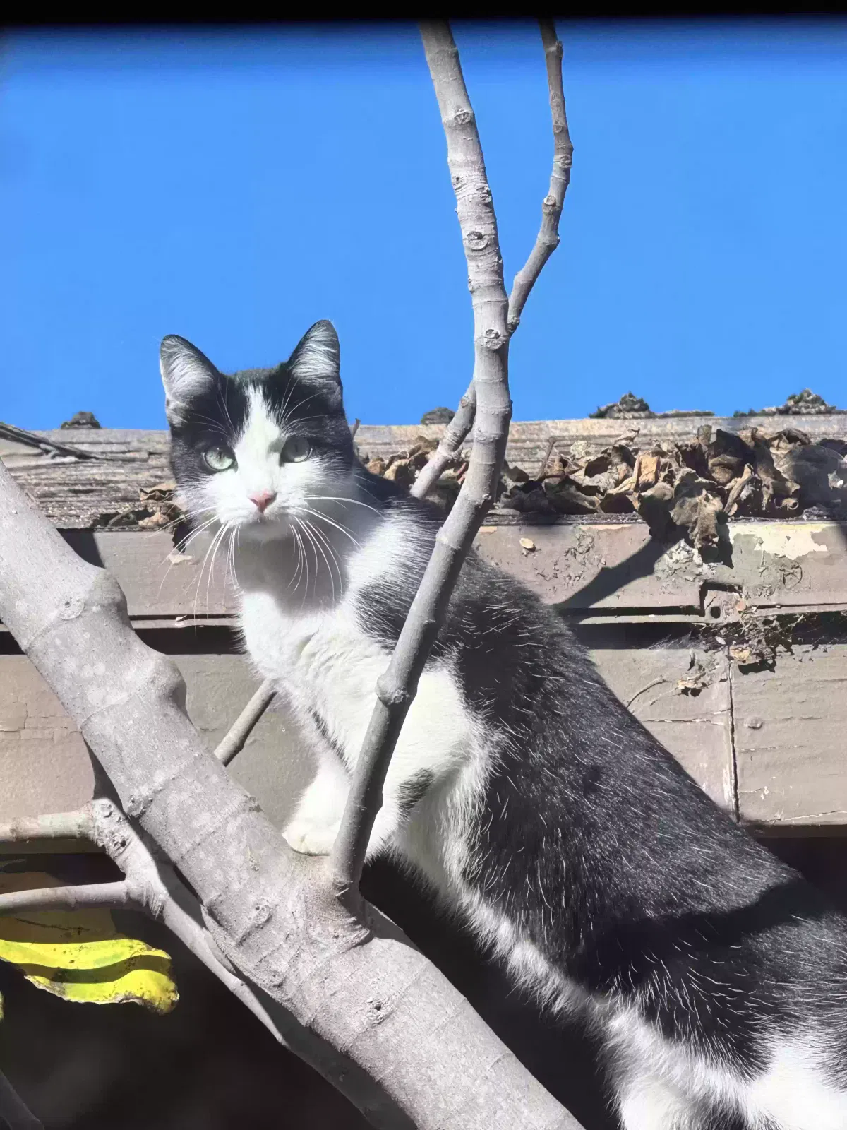 Lost cat in Long Beach, CA, 90808