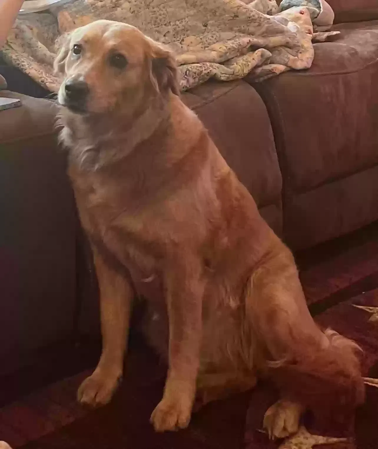 Lost dog in Conroe, TX, 77304