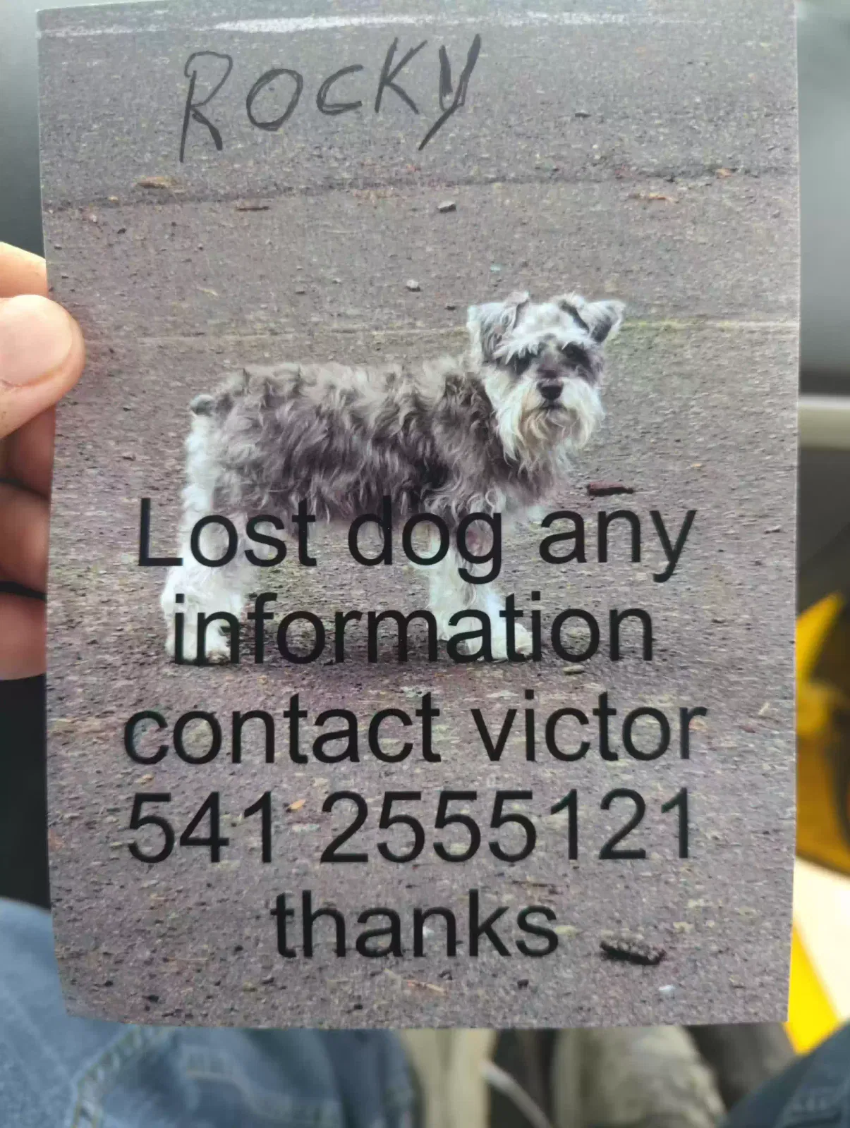 Lost dog in Eugene, OR, 97402