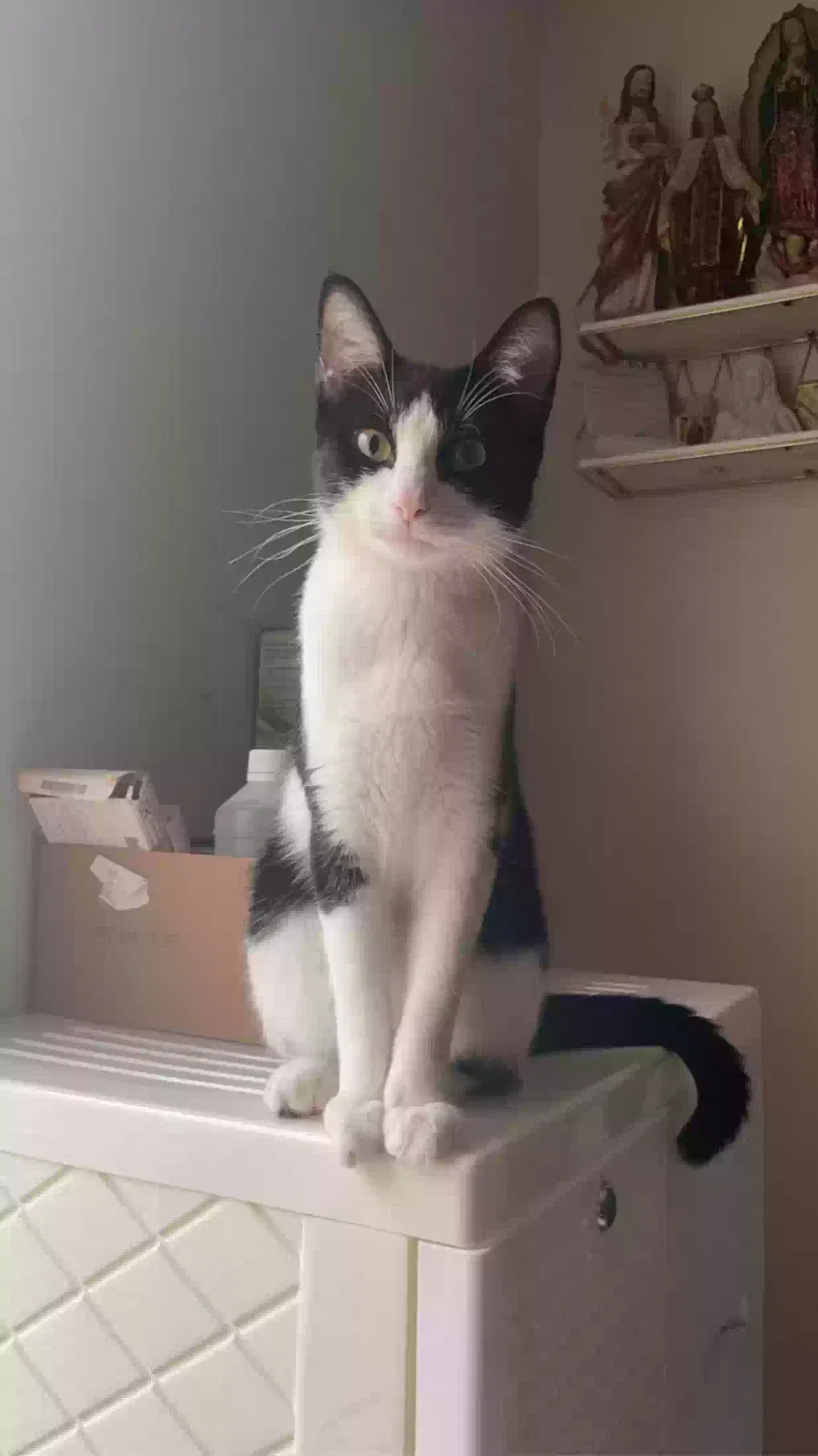 Lost cat in Fort Walton Beach, FL, 32547