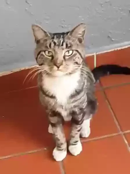 Lost cat in Hialeah, FL, 33018