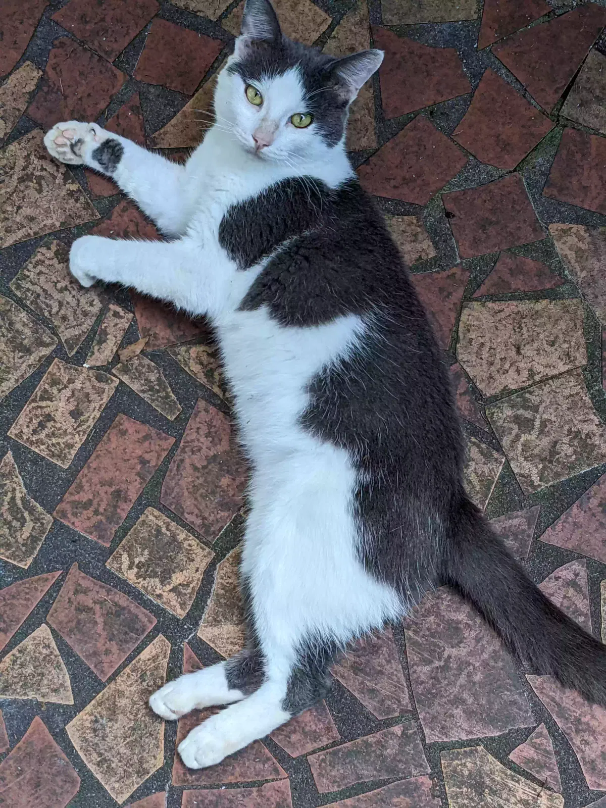Lost cat in Blythewood, SC, 29016