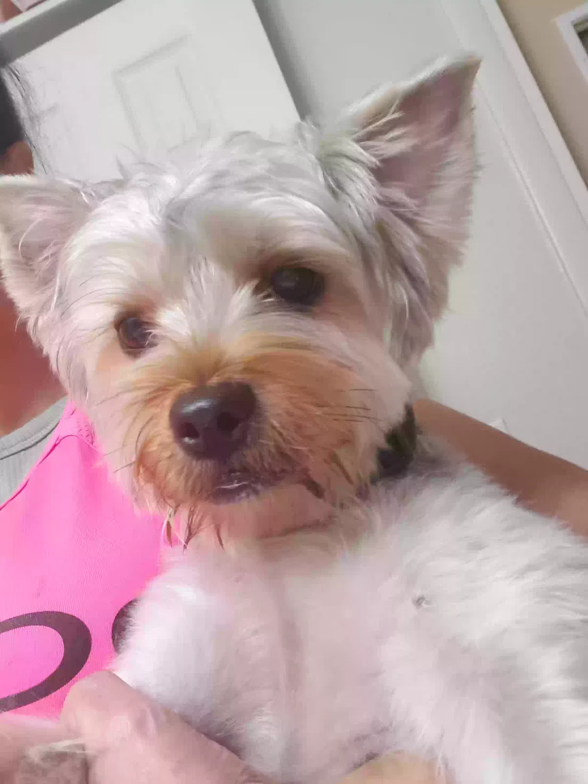 Found dog in Saint Cloud, FL, 34772