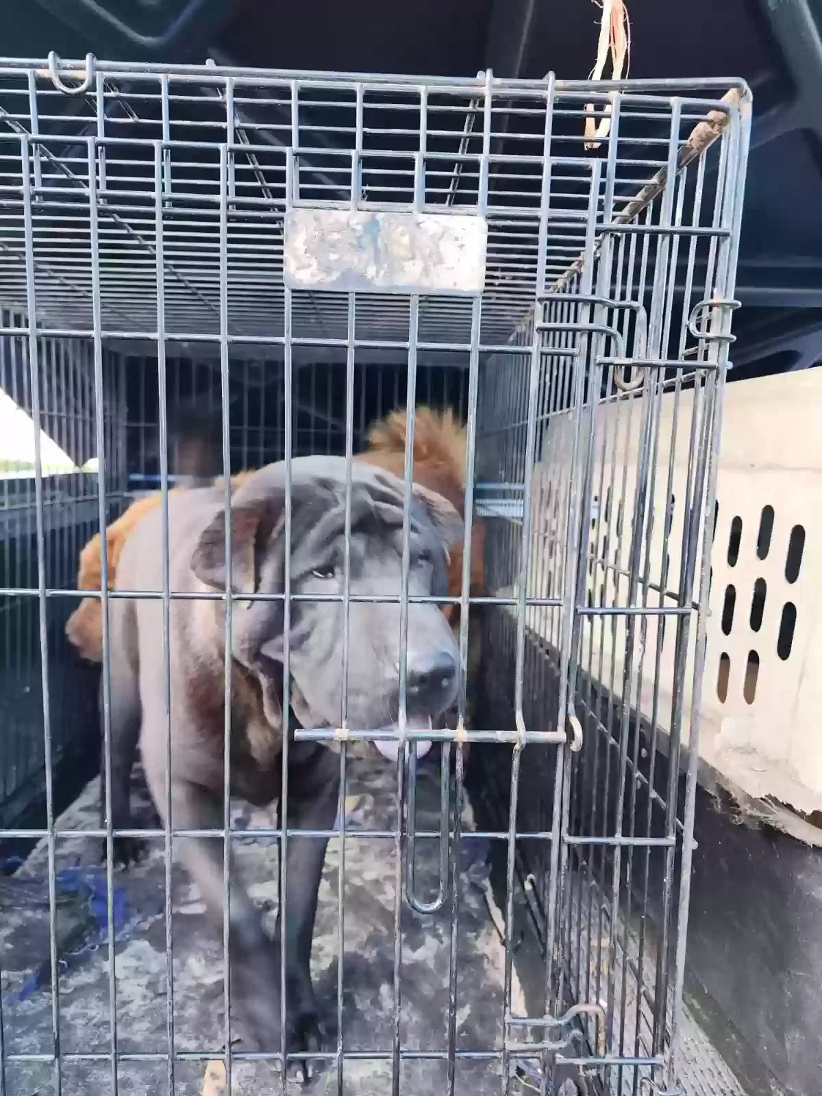 Lost dog in Spring Hill, FL, 34610