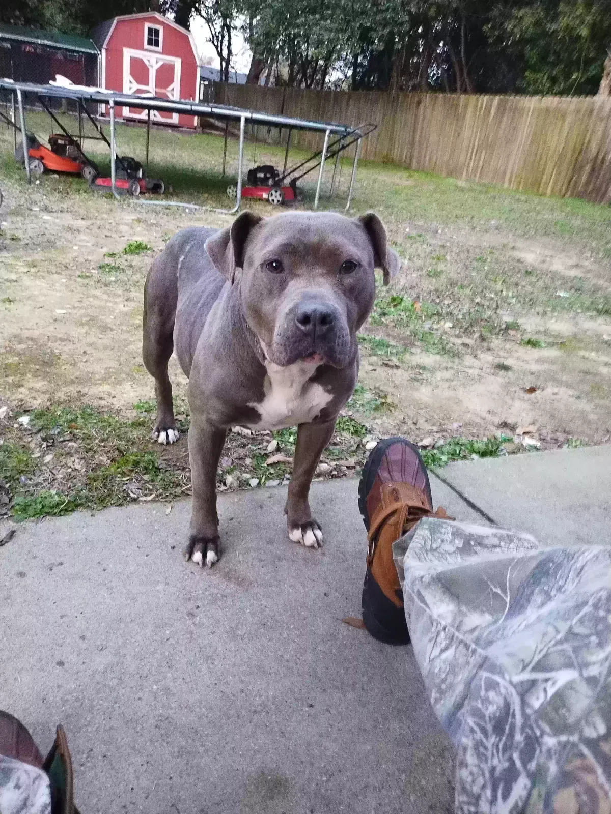 Lost dog in Augusta, GA, 30907