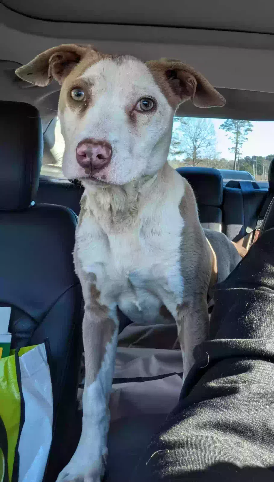 Found dog in Gadsden, AL, 35903
