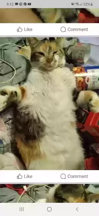 Lost cat in Wetumpka, AL, 36093