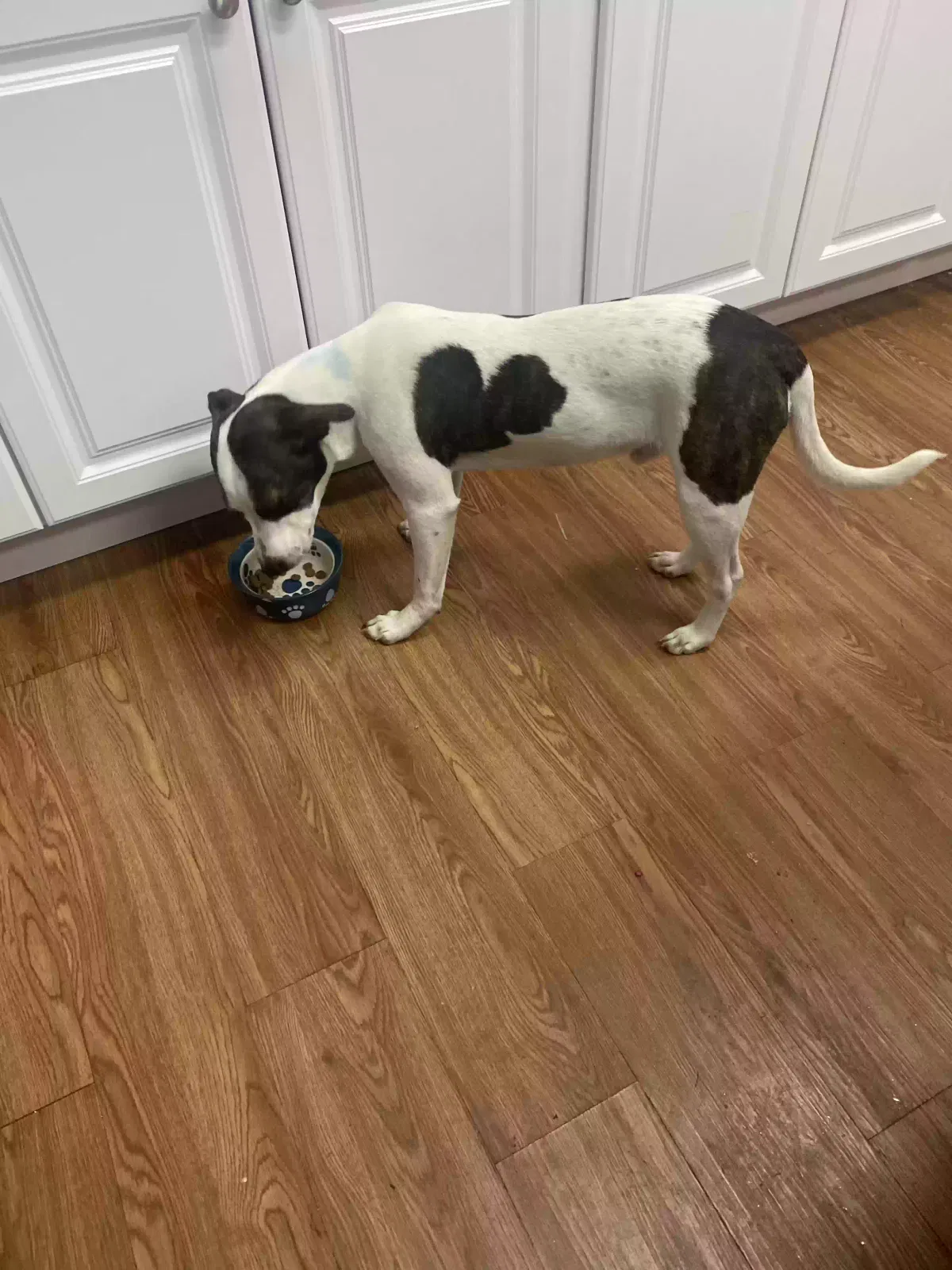 Found dog in Madisonville, KY, 42431