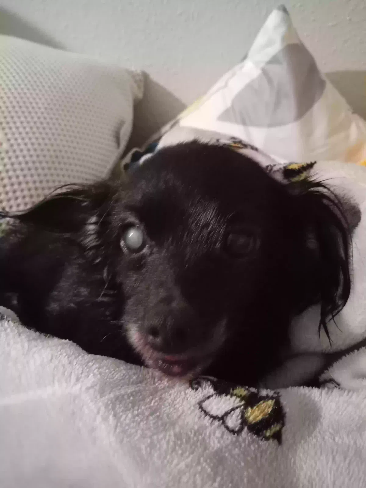 Lost dog in San Antonio, TX, 78229