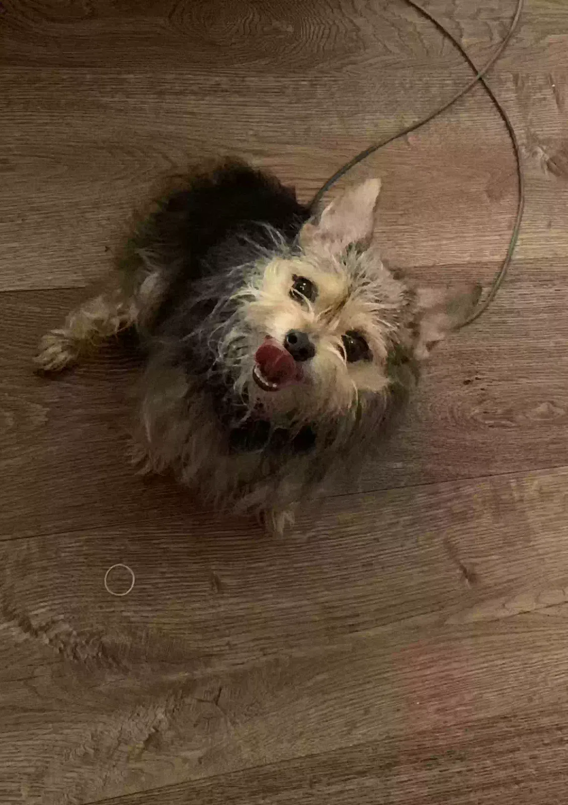 Lost dog in Victorville, CA, 92394