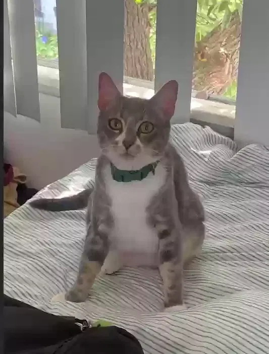 Lost cat in Glendale, CA, 91205