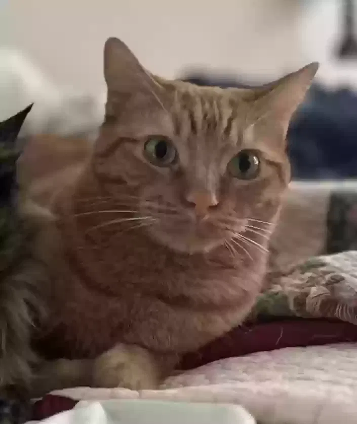 Lost cat in Tomball, TX, 77375