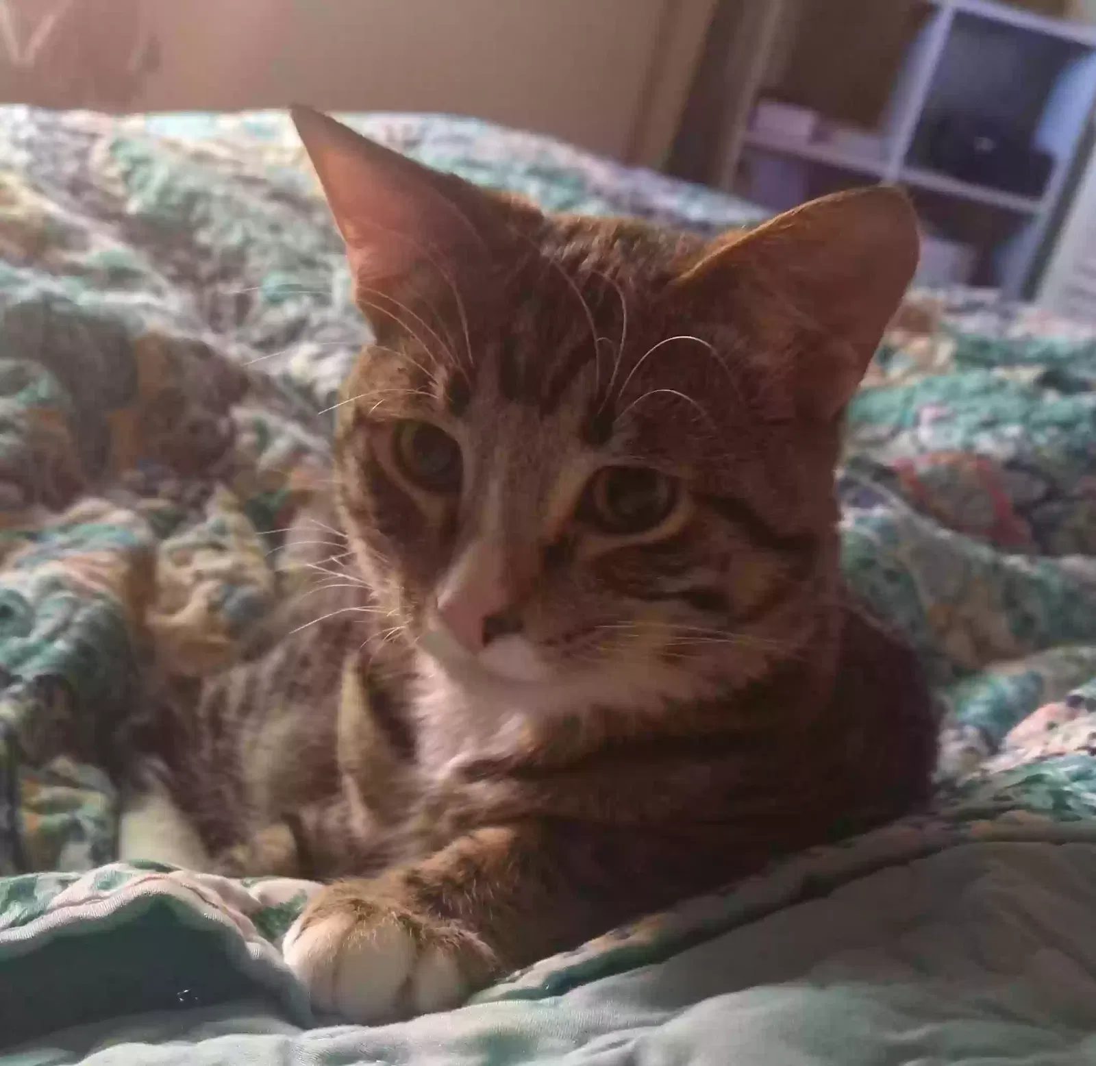 Lost cat in Payson, AZ, 85541