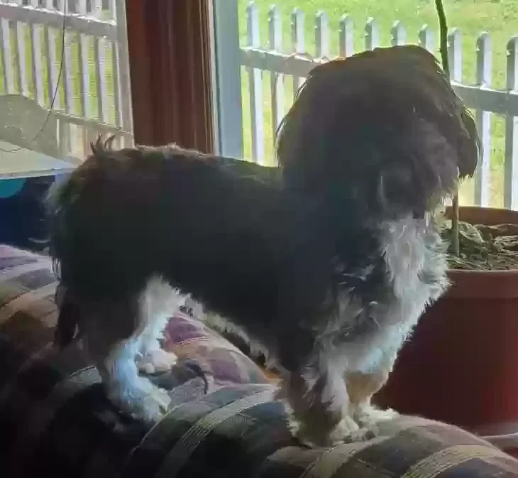 Lost dog in Hickory, NC, 28601