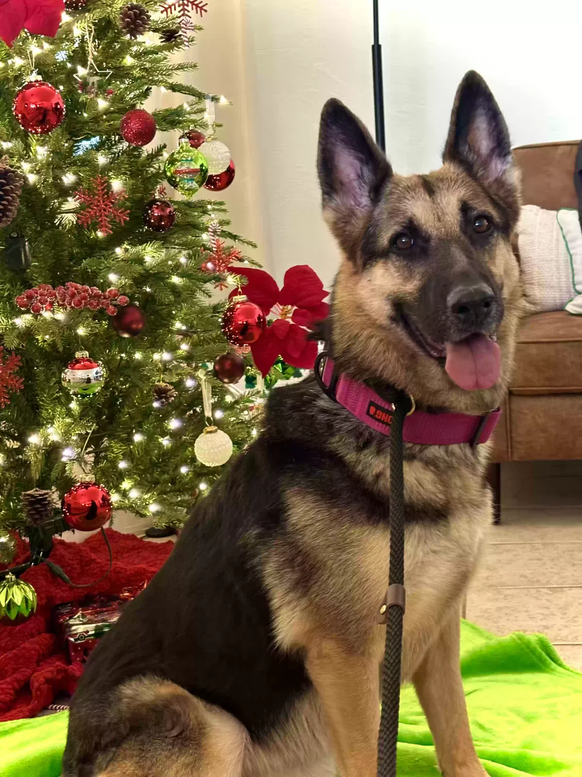 Lost dog in Tucson, AZ, 85713