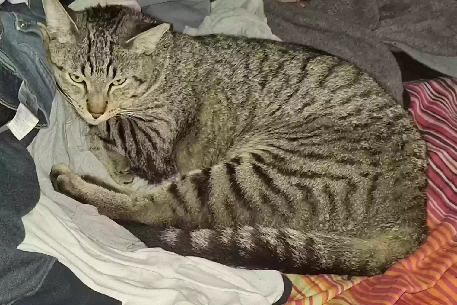 Lost cat in Hawthorne, CA, 90250