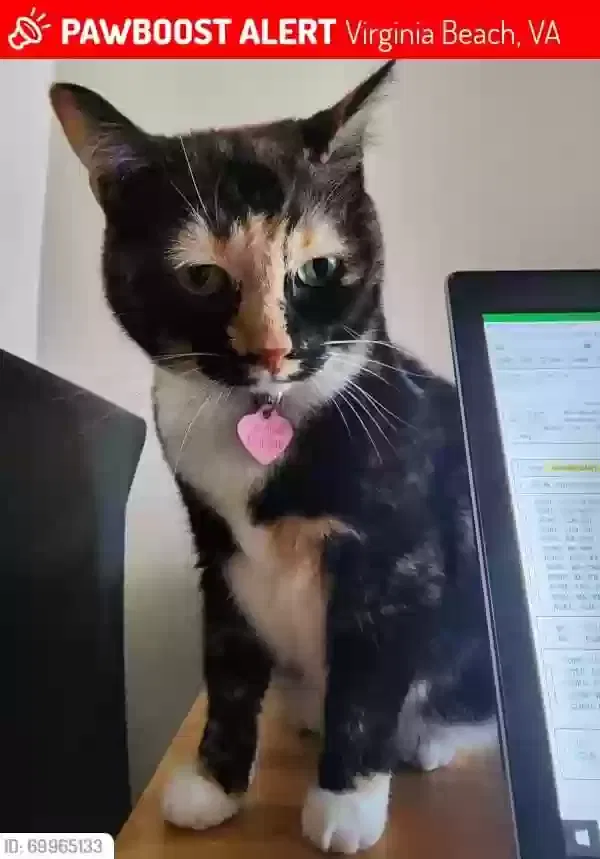 Lost cat in Virginia Beach, VA, 23454