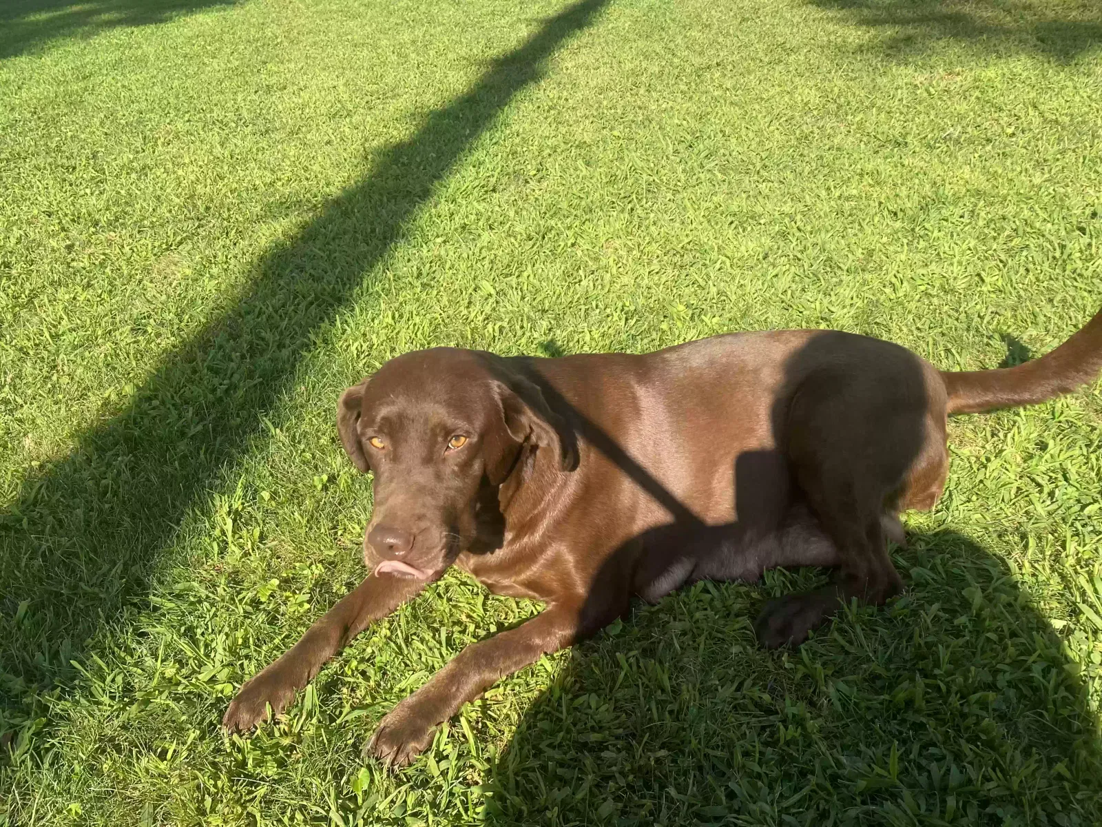 Lost dog in New Britain, CT, 6053