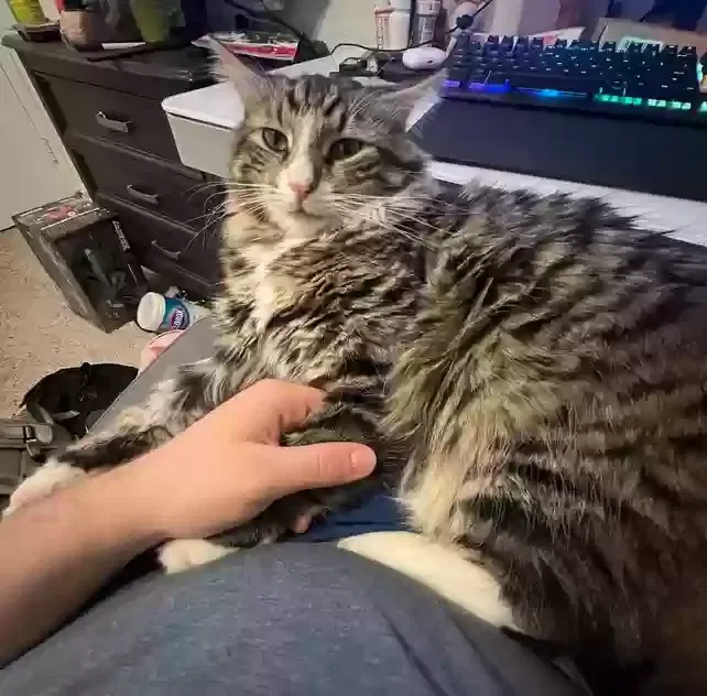 Lost cat in Lancaster, CA, 93535