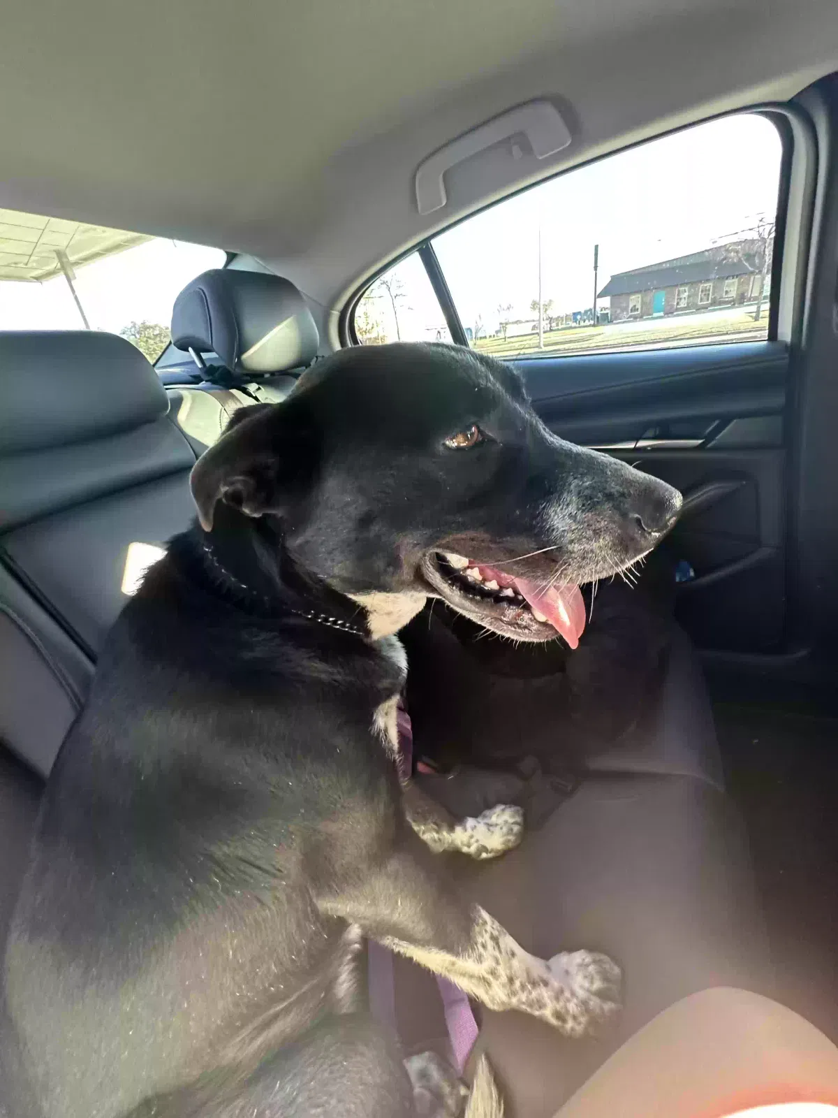 Found dog in Arlington, TX, 76001
