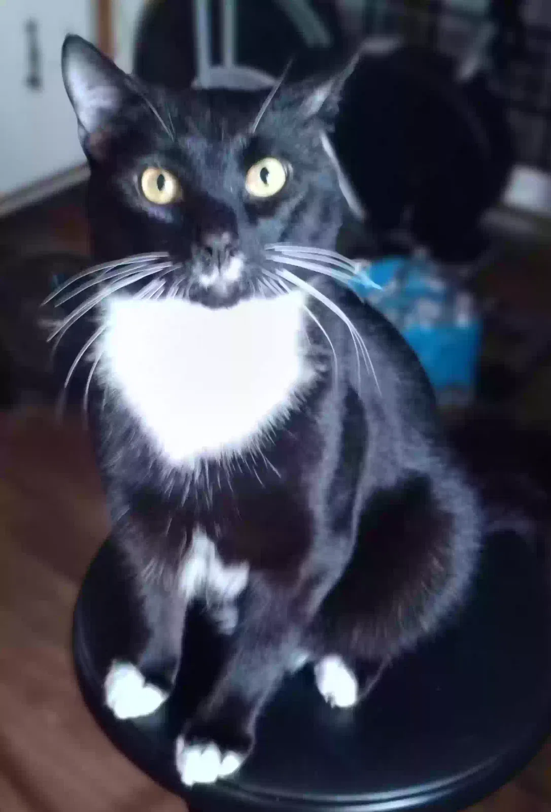 Lost cat in Lakeland, FL, 33805