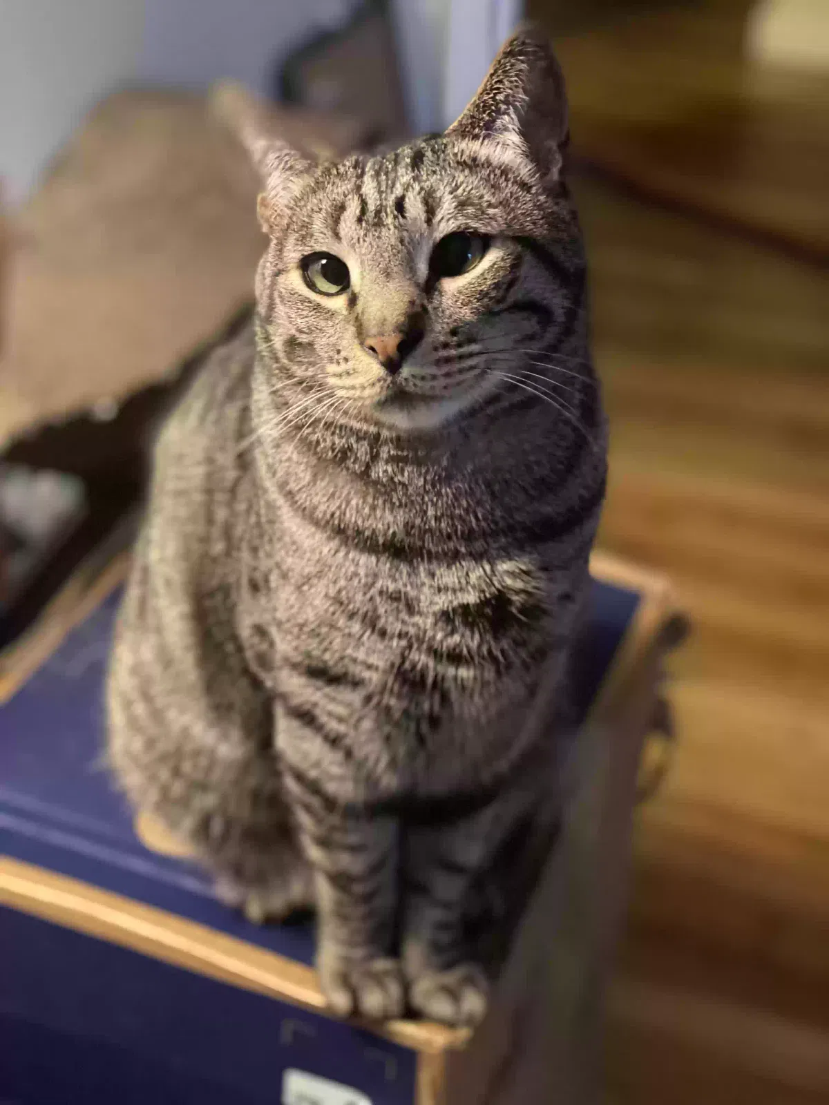 Lost cat in Portland, OR, 97217