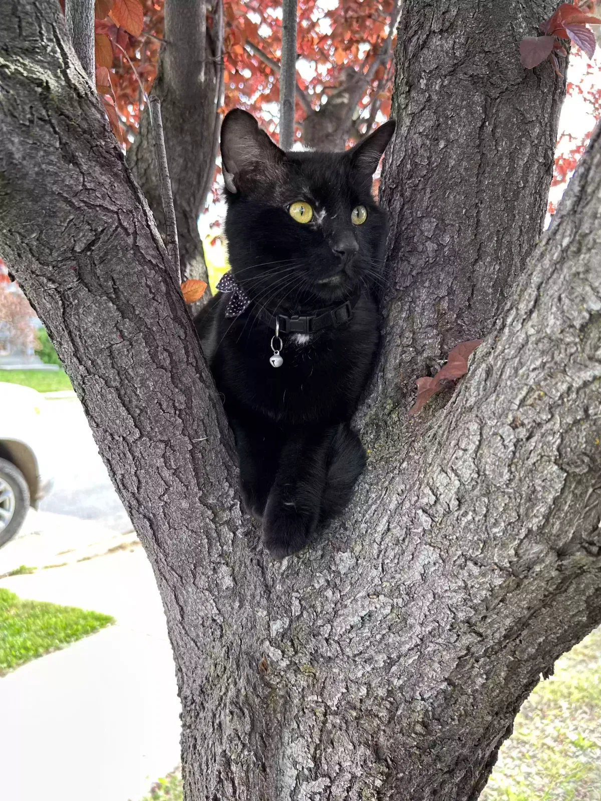 Lost cat in Roy, UT, 84067