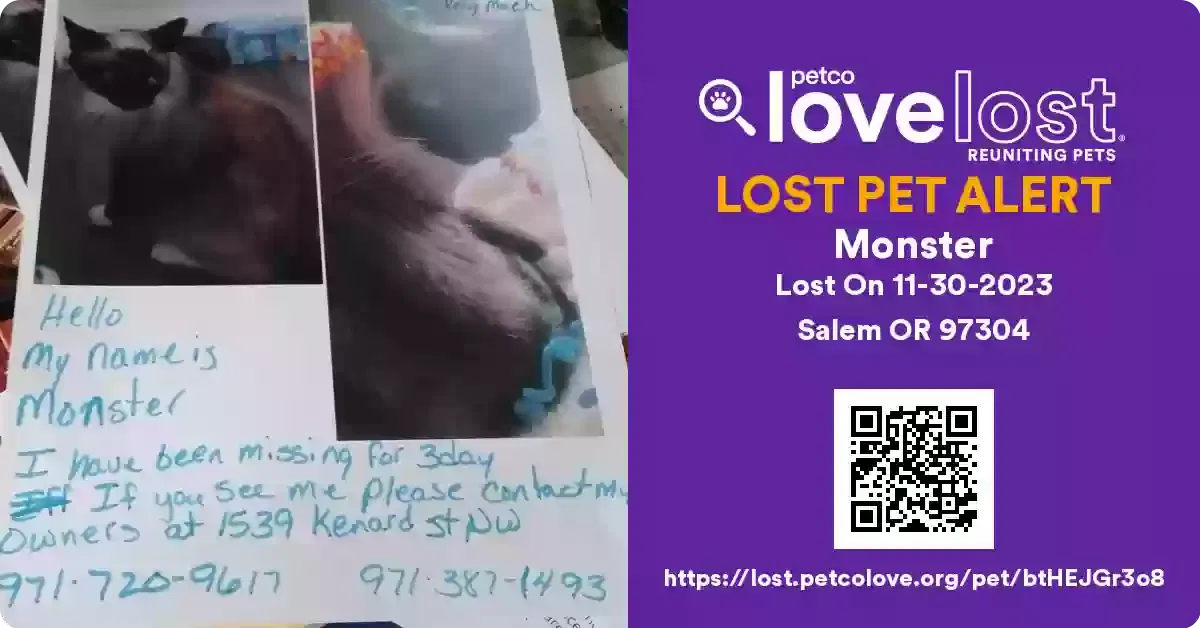 Lost cat in Salem, OR, 97304