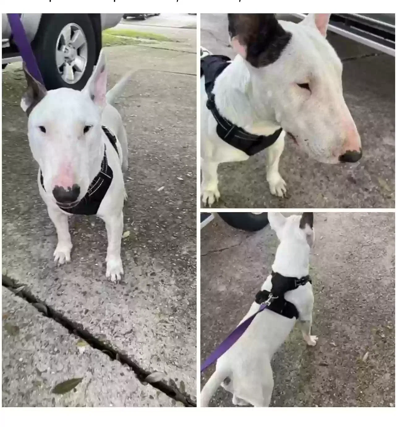 Found dog in Houston, TX, 77057