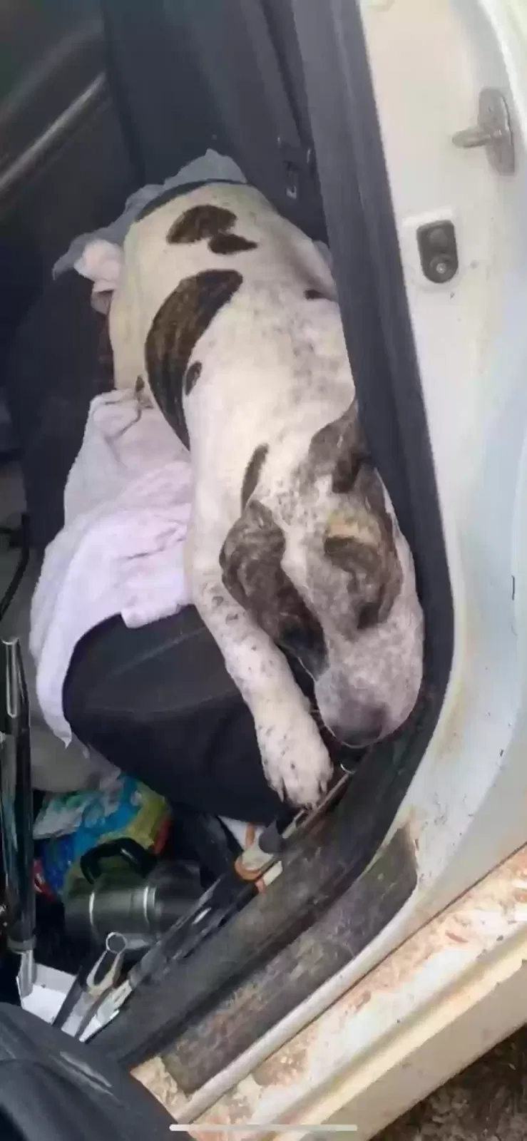 Lost dog in Theodore, AL, 36582