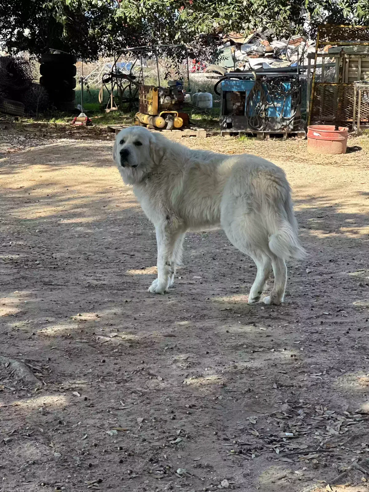Lost dog in Navasota, TX, 77868