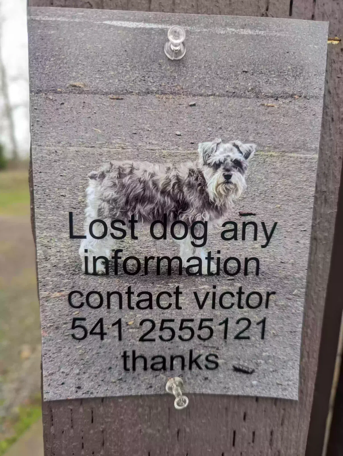 Lost dog in Eugene, OR, 97402