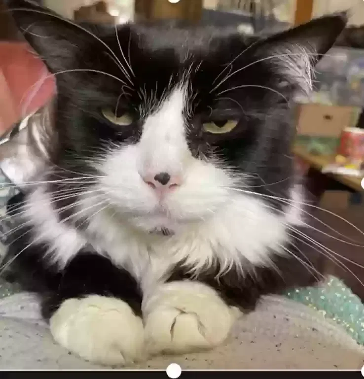 Lost cat in Huntsville, AL, 35802