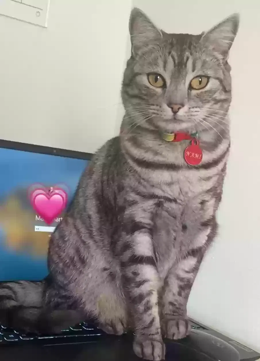 Lost cat in West Palm Beach, FL, 33415