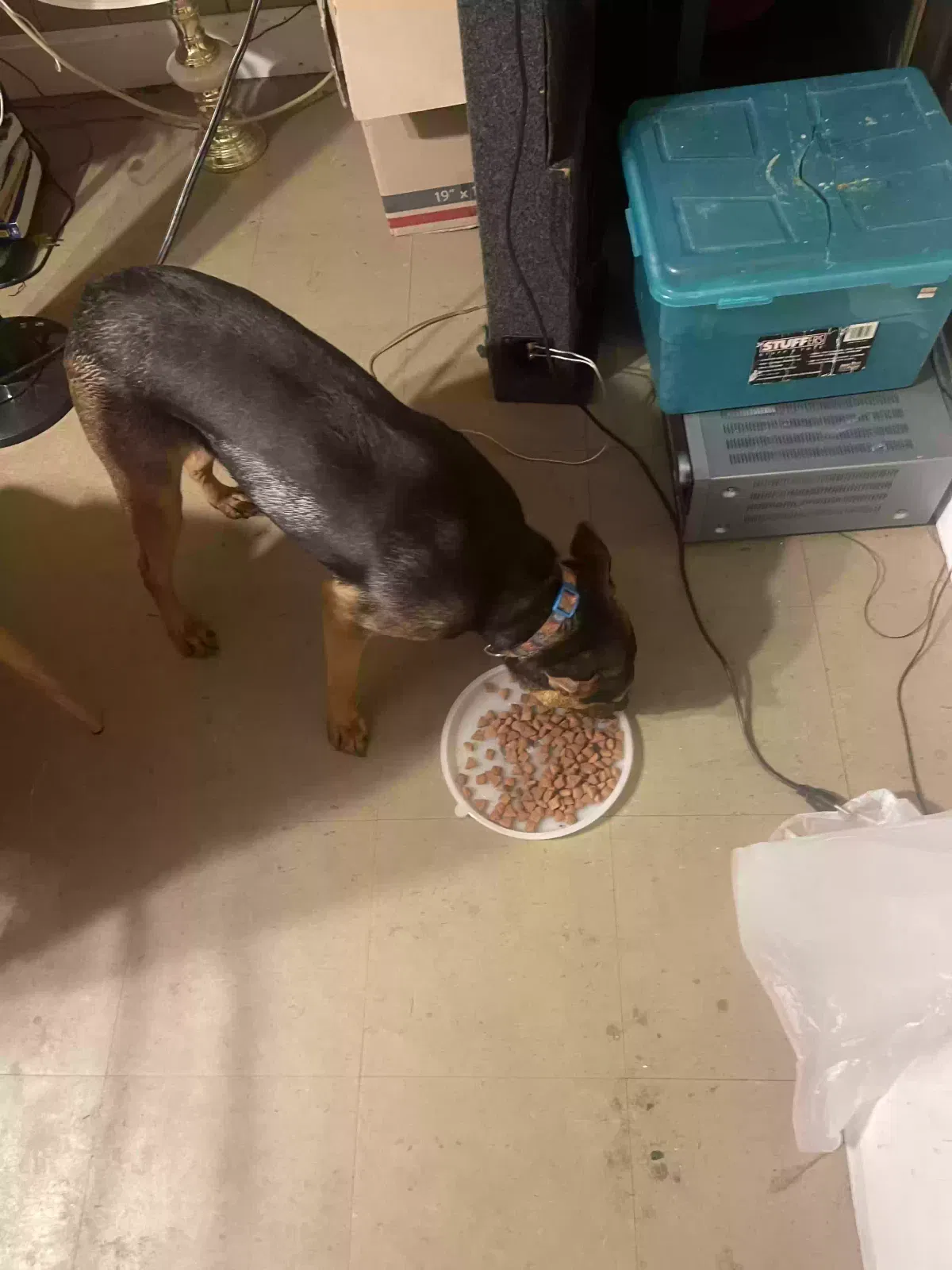 Found dog in La Place, LA, 70068