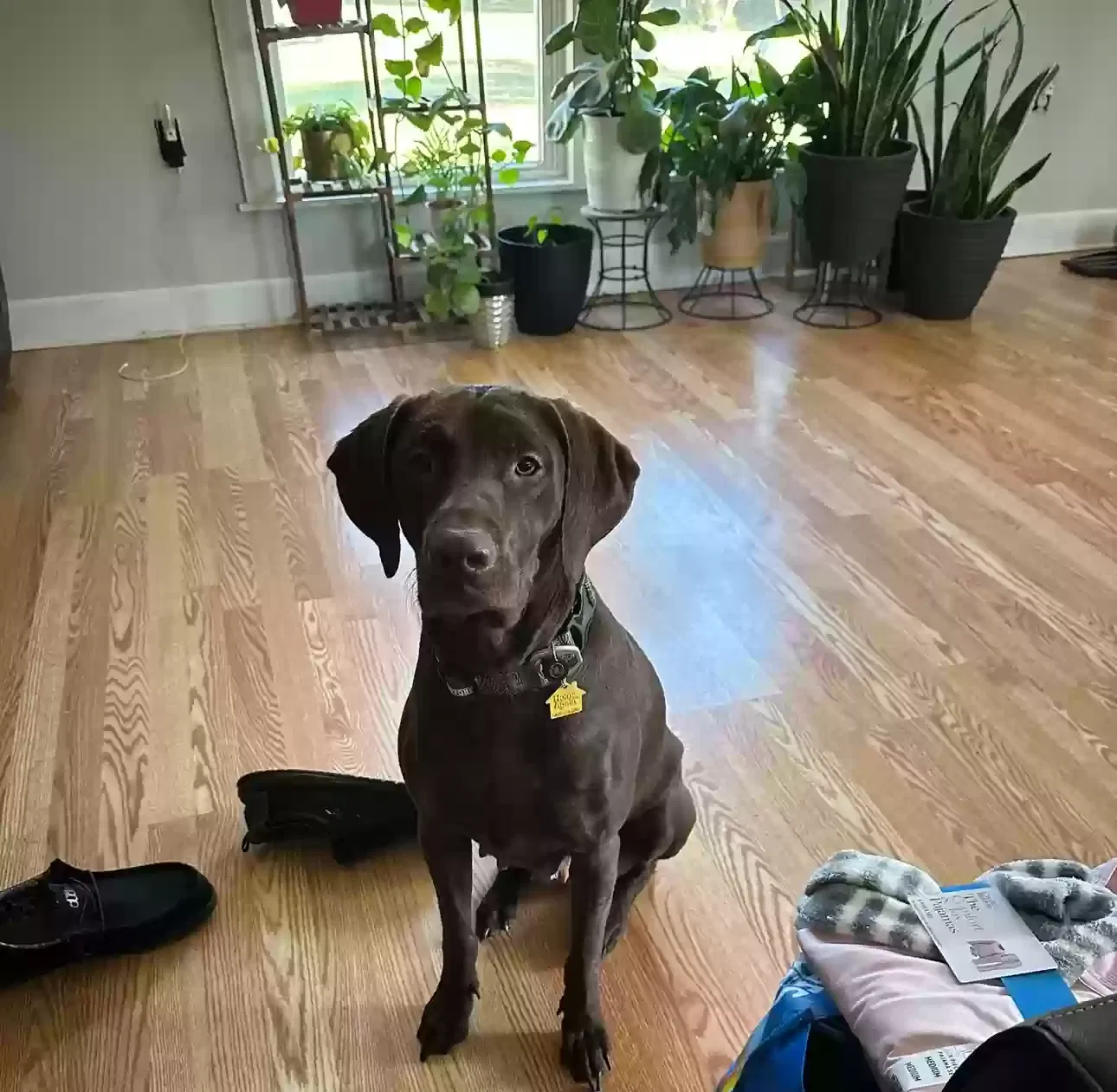 Lost dog in Bessemer, AL, 35020